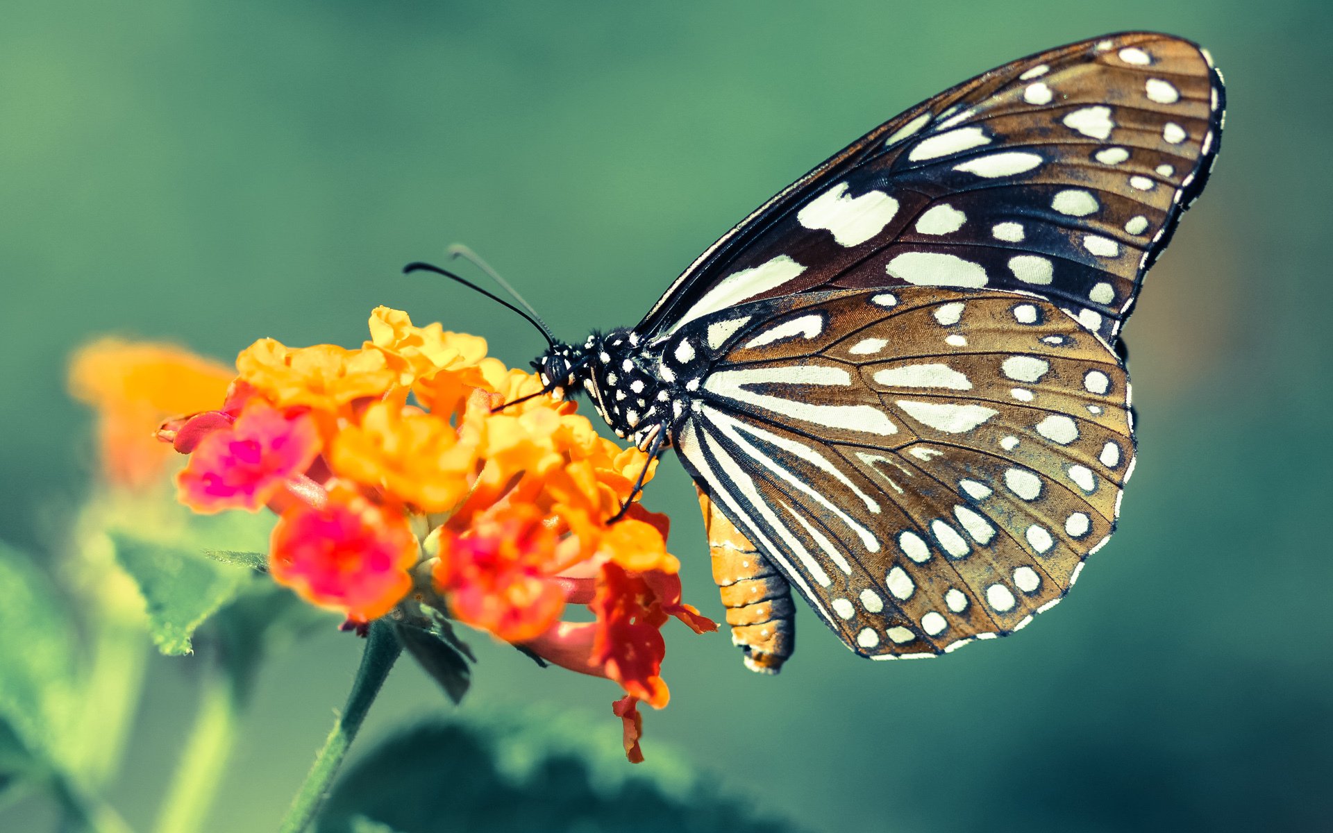 西甲裁判引入自然语言预警系统提高多语种误判预警能力,西甲裁判服装